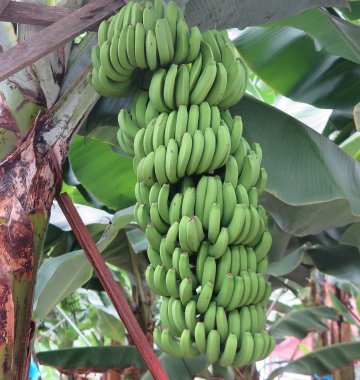 Hier auf Madeira wachsen sogar Bananen. 