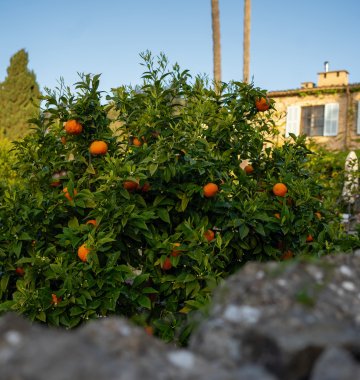 Genießen Sie leckere Orangen aus dem eigenen Garten