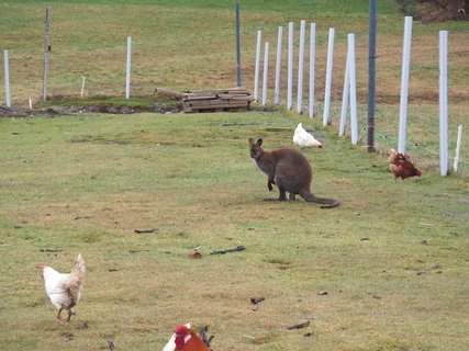 Ein Känguru im Hühnerstall