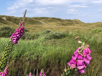 Blumen in den Dünen