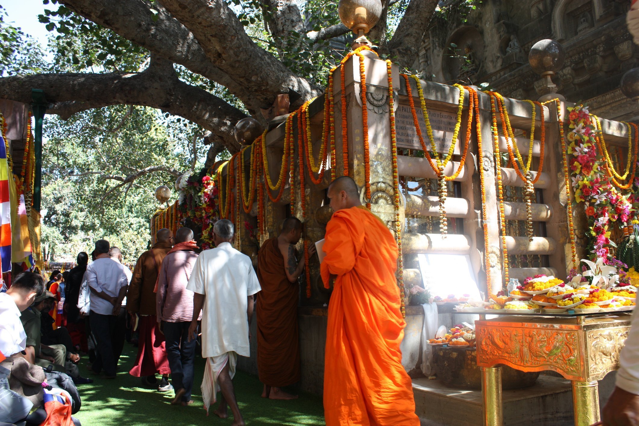 Der heilige Bodhi Baum auf dem Gelände des Mahabodhi-Tempels in Bodhgaya 