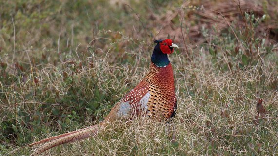 Auf der Insel Baltrum gibt es so einige Tiere zu entdecken
