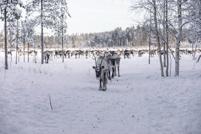 Lernen Sie die heimischen Tiere in Schweden kennen