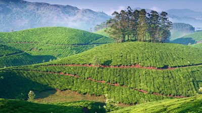 Indien ist dank seines Klimas, das den Tee ganzjährig wachsen lässt, Teeanbaugebiet Nummer 1 weltweit Indien ist dank seines Klimas, das den Tee ganzjährig wachsen lässt, Teeanbaugebiet Nummer 1 weltweit