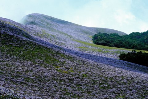 Violett-Töne decken die Hänge um Munnar