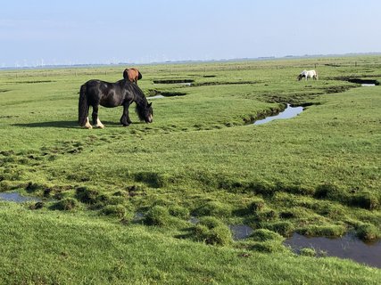 Pferd auf der Wiese