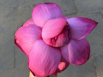 Exotische Blumen auf Sri Lanka
