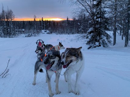 Der sehr treue, zuverlässige Teamleader Narvik (rechts)