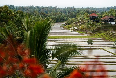 Die für Bali so typischen Reisterrassen