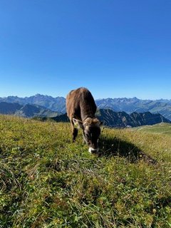 Strahlend blauer Himmel und tierische Begegnungen bei Wanderungen durch die Berge 