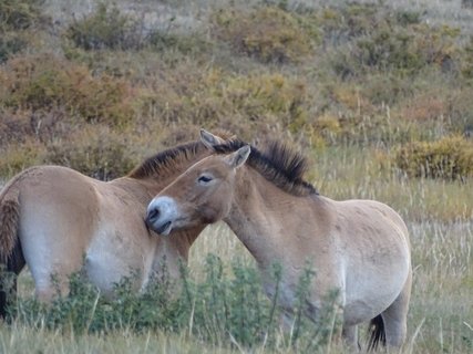 Ob als Nutztiere oder in der freien Wildbahn - Pferde sind fester Bestandteil der Mongolei