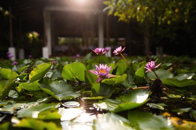 Der Lotusteich im Barberyn Reef