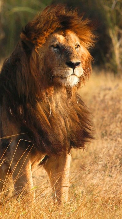 Ein Löwe im Ngorongoro Krater