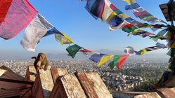 klimaschutz-individualtrekking-projektreise-nepal-helambu-affe Ein Äffchen unter den bunten Fahnen Nepals mit Blick auf die Landschaft