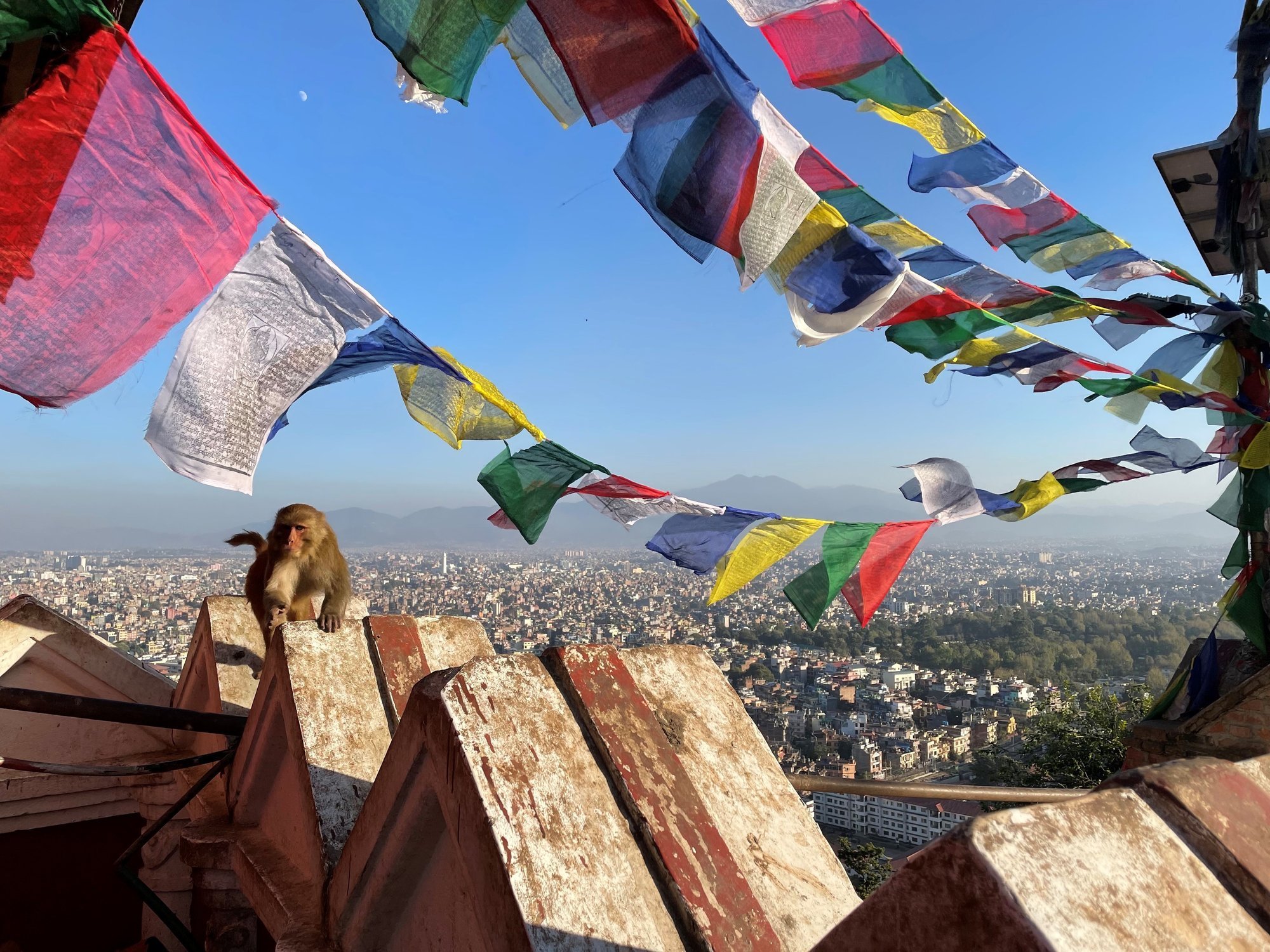 klimaschutz-individualtrekking-projektreise-nepal-helambu-affe Ein Äffchen unter den bunten Fahnen Nepals mit Blick auf die Landschaft