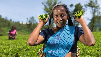 So frisch schmeckt Tee am besten So frisch schmeckt Tee am besten