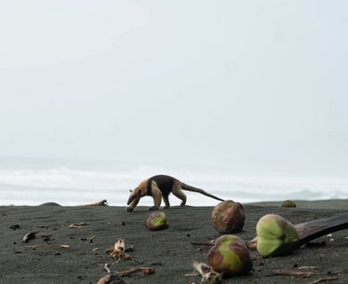 Erleben Sie Tiere wie Ameisenbären hautnah