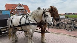 yoga-urlaub-deutschland-baltrum-pferd-kutsche Eine gemütliche Kutschfahrt auf Baltrum.