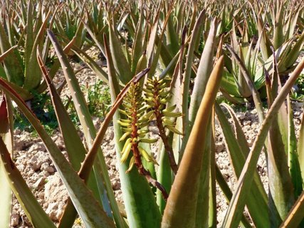 Entdecken Sie die zahlreichen Pflanzen auf der Aloe Vera Farm auf Mallorca in der Nähe der Finca Son Mola Vell