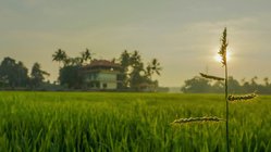 ayurveda-kuren-reisen-indien-kerala-athreya-ayurvedic-centre-umgebung-ausfluege Umgeben von Natur bietet das Athreya Ihnen während Ihrer Ayurvedakur Ruhe pur