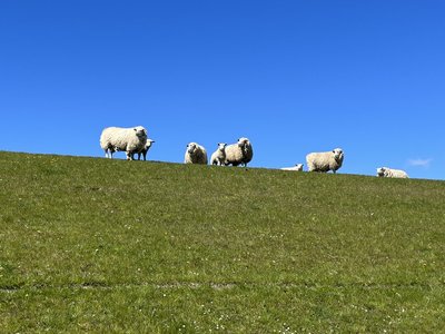 Wanderungen vorbei an weiten Wiesen  und Schafen