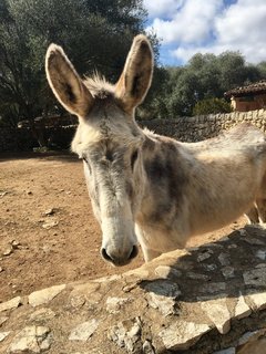 Rübchen heißt Sie herzlich willkommen auf der Yoga Finca Son Mola Vell auf Mallorca 