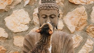 Katze küsst Buddha Statue