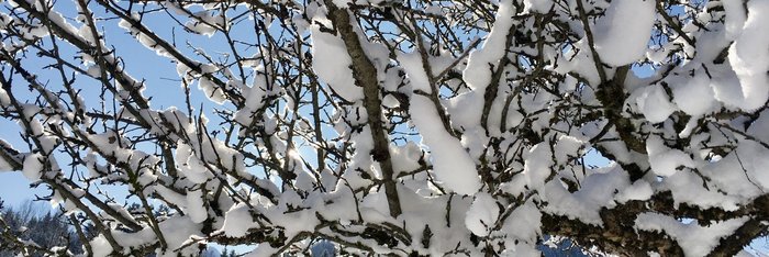 Mit Schnee verzierte Äste in Tirol
