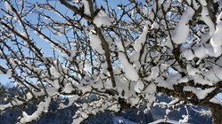 yoga-urlaub-österreich-tirol-naturhotel-lechlife-ausflug-schnee Mit Schnee verzierte Äste in Tirol