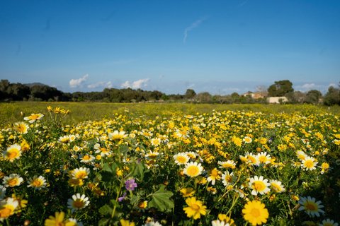 Frühlingshafte Blumenwiese auf Mallorca