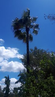 Eine Palme weht im Wind.
