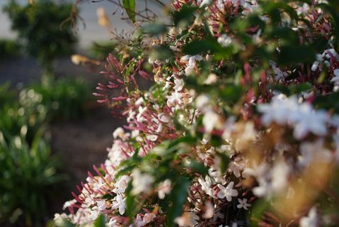 Frühlingshafte Atmosphäre auf der Finca