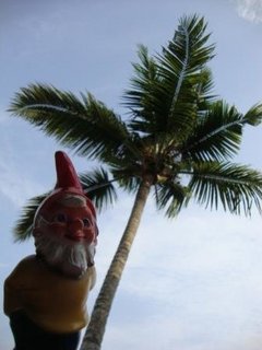 Kokospalmen in Südindien