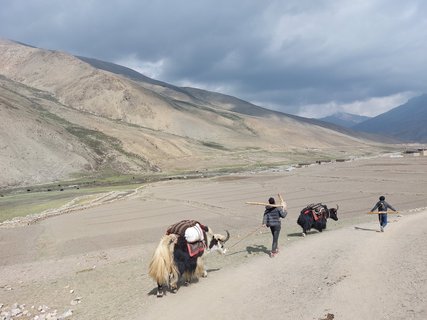 Bauern mit ihren Yaks auf dem Weg zum Pflügen