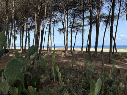 Kakteen auf Sardinien