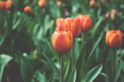 Tulpen