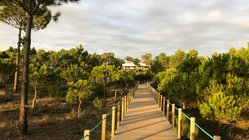 yoga-urlaub-portugal-feel-viana-weg Vorbei an Pinienbäumen zum einsamen Cabedelo Strand spazieren