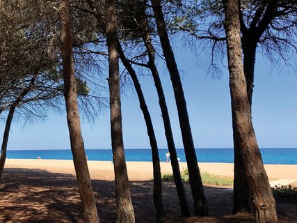 Die Pinien direkt am Meer