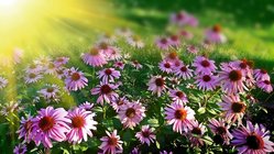 Blumen Details_Unsplash.com © Flash Alexander Sonnenbad für die Blumen