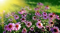 Sonnenbad für die Blumen
