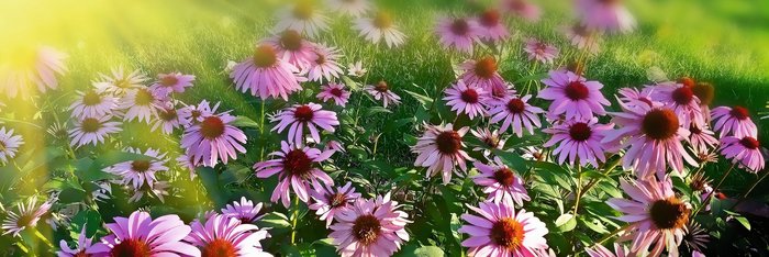 Sonnenbad für die Blumen