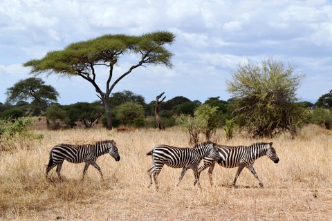 Die vielfältige Tierwelt im Tarangire Nationalpark