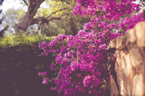 Blumen blühen in bunten Farben überall im Garten der Finca Son Mola Vell