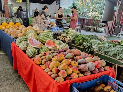 Frisches lokales Obst auf dem Markt probieren