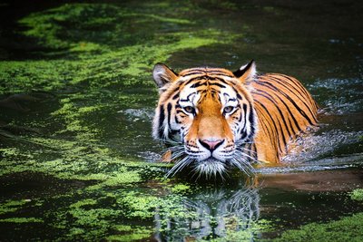 Im der nordwestlichen Provinz Rajasthans bekommen Sie mit etwas Glück einen Tiger zu Gesicht