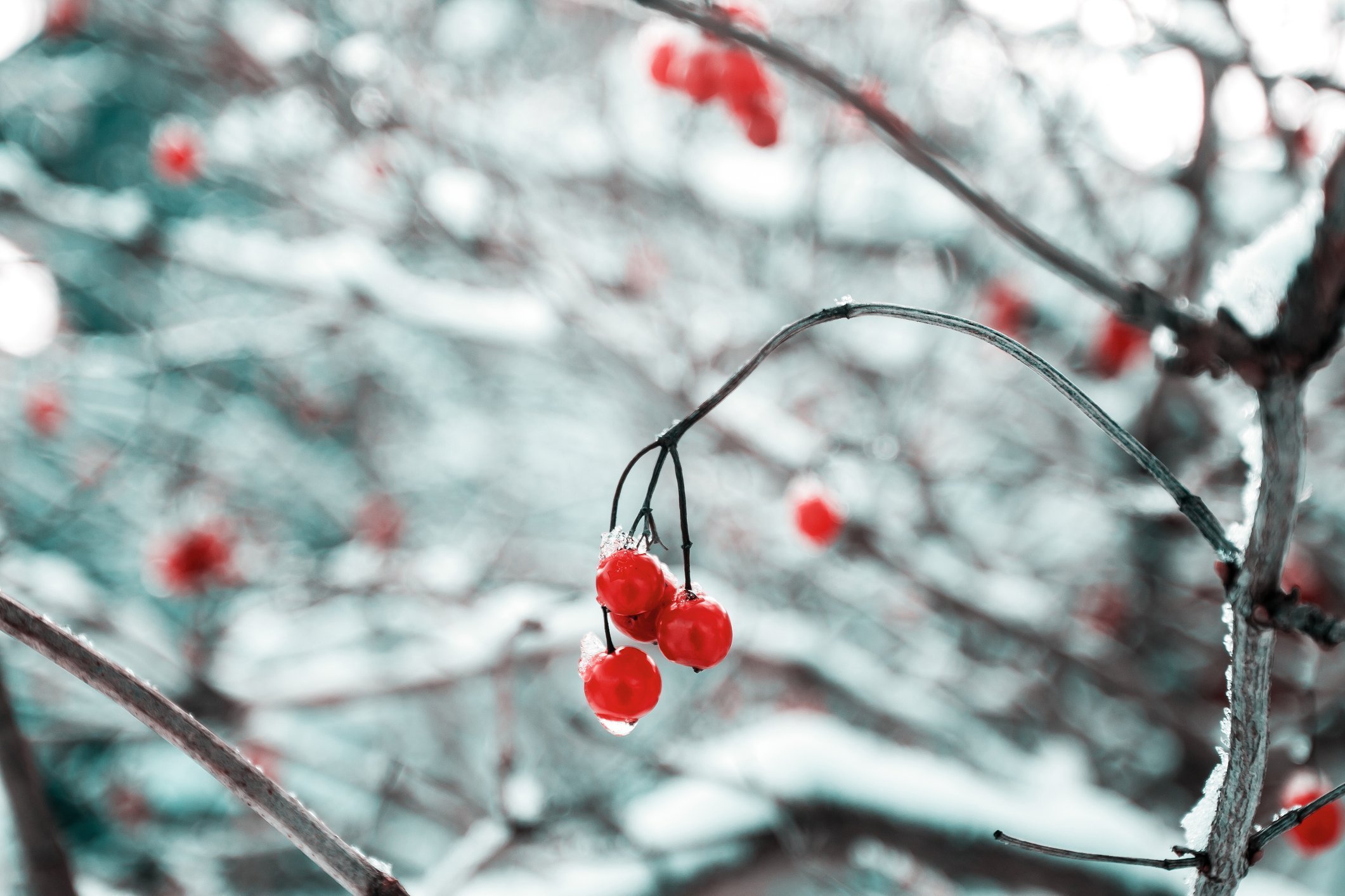 winterreisen-schnee-natur-beeren-maria-mekht-149860 Rote Beeren in weißer Schneelandschaft
