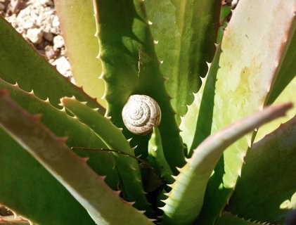 Auf Mallorca fühlen sich die Schnecken auf den Aloe Vera Pflanzen wohl 