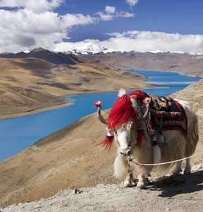 Ein Yak am Yamdrok See