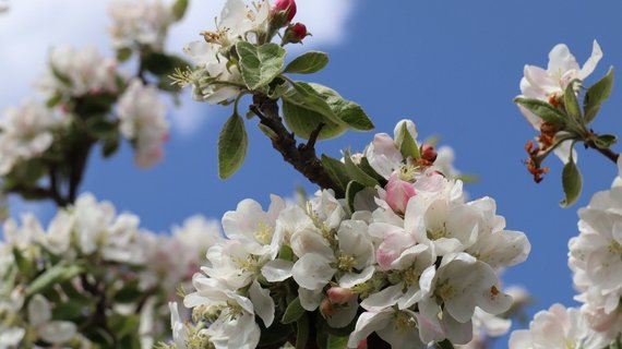 Auf Baltrum erleben Sie im Frühling die bezaubernde Kirschblüte