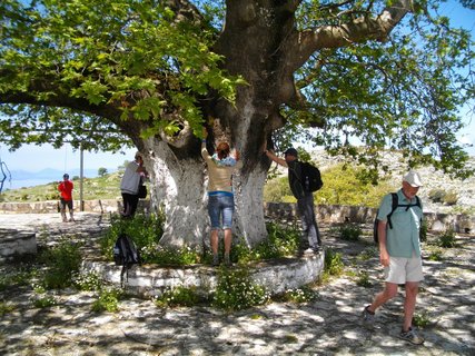 Die 500 Jahre alte Platane bei Vrachona entdecken Sie beim Wandern